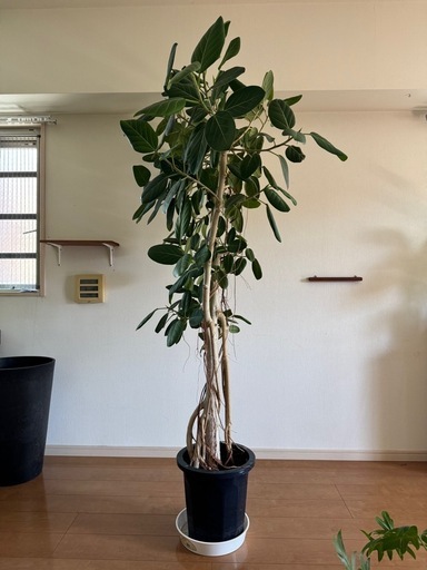 【2m超え・存在感抜群】ベンガレンシス 観葉植物 大型 ゴムの木