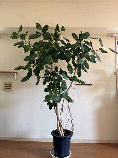 【2m超え・存在感抜群】ベンガレンシス 観葉植物 大型 ゴムの木
