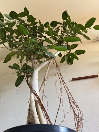 【2m超え・存在感抜群】ベンガレンシス 観葉植物 大型 ゴムの木