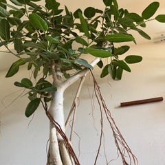 【2m超え・存在感抜群】ベンガレンシス 観葉植物 大型 ゴムの木の画像