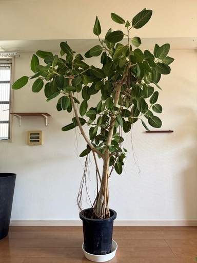 【2m超え・存在感抜群】ベンガレンシス 観葉植物 大型 ゴムの木