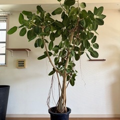 【2m超え・存在感抜群】ベンガレンシス 観葉植物 大型 ゴムの木の画像