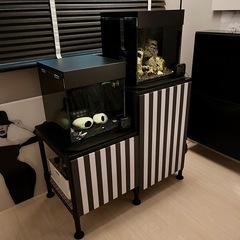 30キューブ水槽2個　ベタ&コリドラス　熱帯魚　3匹の画像
