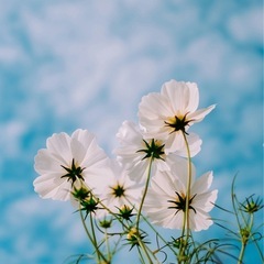 ミドルカフェ＠中国地方（40代〜60代限定・交流オフ会）