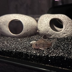 30キューブ水槽2個　ベタ&コリドラス　熱帯魚　3匹の画像