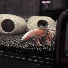 30キューブ水槽2個　ベタ&コリドラス　熱帯魚　3匹の画像