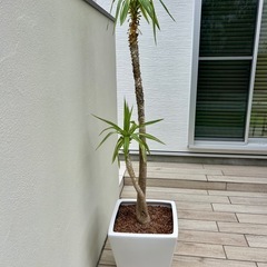 ユッカ エレファンティペス 大型 観葉植物  の画像