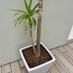 ユッカ エレファンティペス 大型 観葉植物  の画像