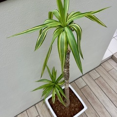 ユッカ エレファンティペス 大型 観葉植物  の画像