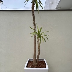 ユッカ エレファンティペス 大型 観葉植物  の画像
