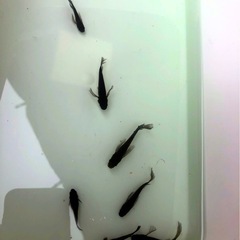 🖤極限希少オロチメダカRLF+鰭長成魚.+αダルマ計⒎匹の画像