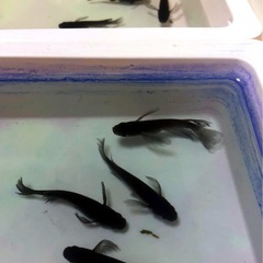 🖤極限希少オロチメダカRLF+鰭長成魚.+αダルマ計⒎匹の画像
