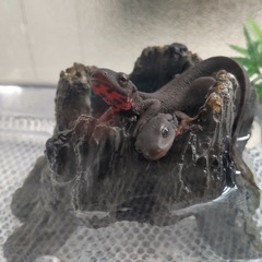 アカハライモリ オス・メス ペア/約10cm イモリ 餌付きの画像
