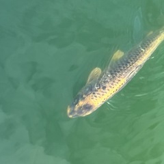 引取ます　伺います　譲ってください