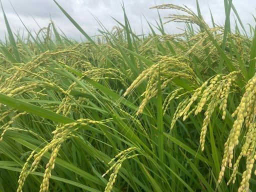 R７年度産　新米　環境保全米　減農薬　 1等米ささ結び３０キロ　残り５袋