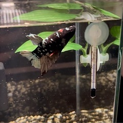30キューブ水槽2個　ベタ&コリドラス　熱帯魚　3匹の画像