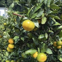みかんみかん狩りの画像