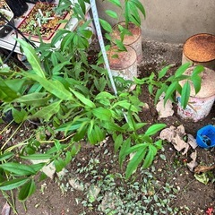 垂れ源平桃の苗の画像