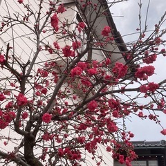 垂れ源平桃の苗の画像