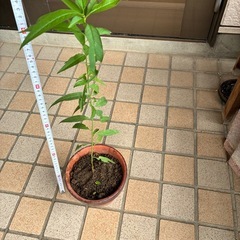 垂れ源平桃の苗の画像