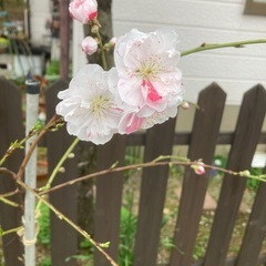 垂れ源平桃の苗の画像