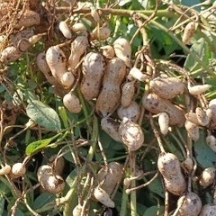 生落花生☆今が旬☆100グラム100円からの画像