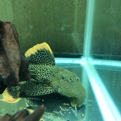 熱帯魚　プレコ　アクアリウム　スーパーオレンジフィンレオパードトリム　淡水魚の画像