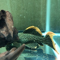 熱帯魚　プレコ　アクアリウム　スーパーオレンジフィンレオパードトリム　淡水魚の画像