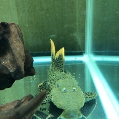 熱帯魚　プレコ　アクアリウム　スーパーオレンジフィンレオパードトリム　淡水魚の画像