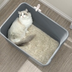 猫　大型　トイレ　ホワイトの画像
