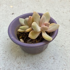 多肉植物・月花美人の画像