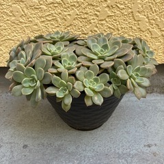 多肉植物・ピンクプリティの画像