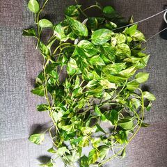 ポトス 大量①の画像