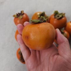 甘柿　26個の画像