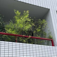 観葉植物 アカシア 高さ1.8mの画像