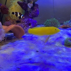 海水魚11匹 【全て引き渡し希望】の画像