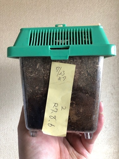 オオクワガタ産卵セット