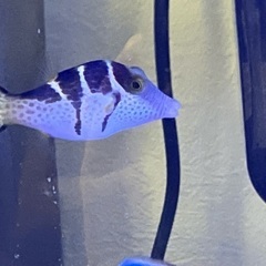 海水魚11匹 【全て引き渡し希望】の画像