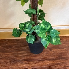 観葉植物 フェイクグリーンの画像