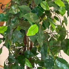 観葉植物 フェイクグリーンの画像