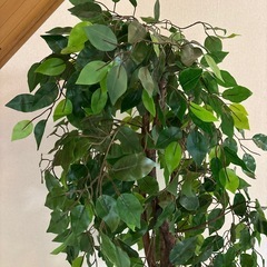 観葉植物 フェイクグリーンの画像