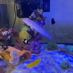 海水魚11匹 【全て引き渡し希望】の画像