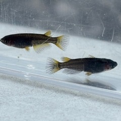 (セール)ゴルゴーンメダカ　3ペア③の画像