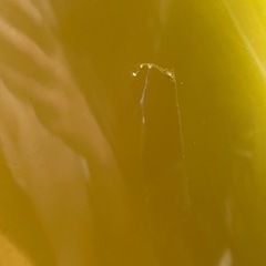 プーさん（ゴミ箱）の画像