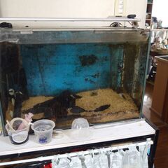 60cm水槽、熱帯魚飼育用品一式の画像