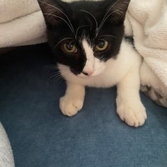 ハチワレ子猫🐈‍⬛