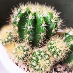 百均で購入し増やしたサボテンの画像