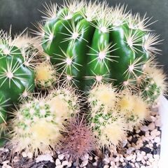 百均で購入し増やしたサボテンの画像