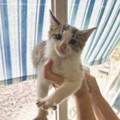 1ヶ月半　オス猫ちゃん - 成田市