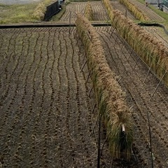 稲わら、稲藁🌾天日干し🌾50束🌾ガーデニング、野菜作り🌾工作、しめ縄🌾鰹のたたきなどの藁焼き🌾ペットなどにも！の画像